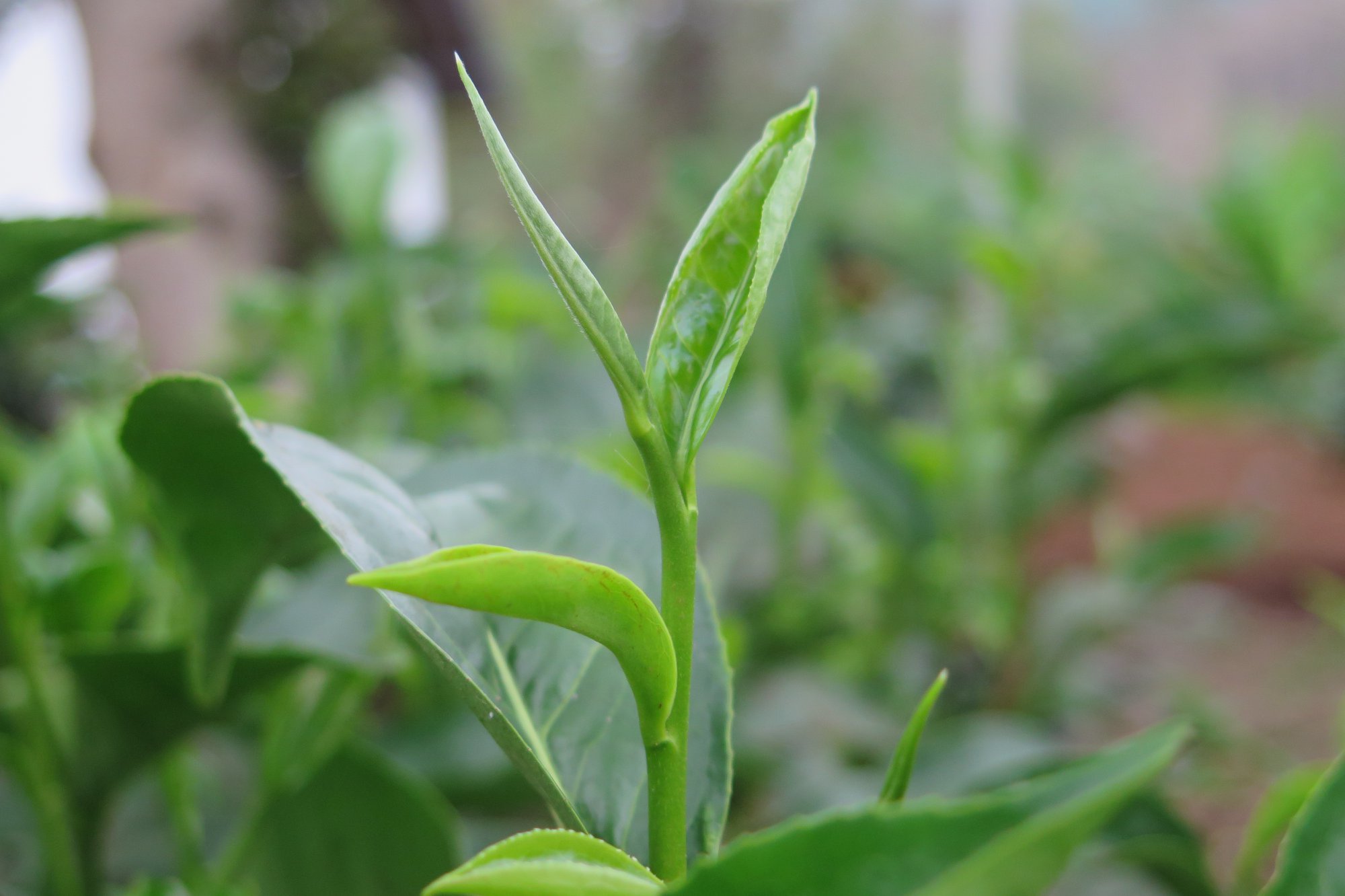 114674678_1799724106833741_8696511341986295883_o