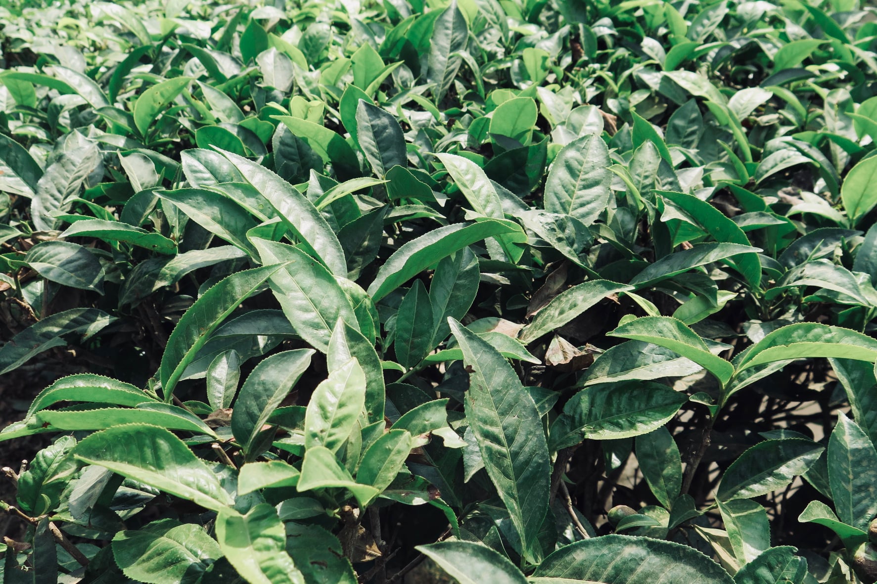 152596488_1994171210722362_8914244799851207590_o