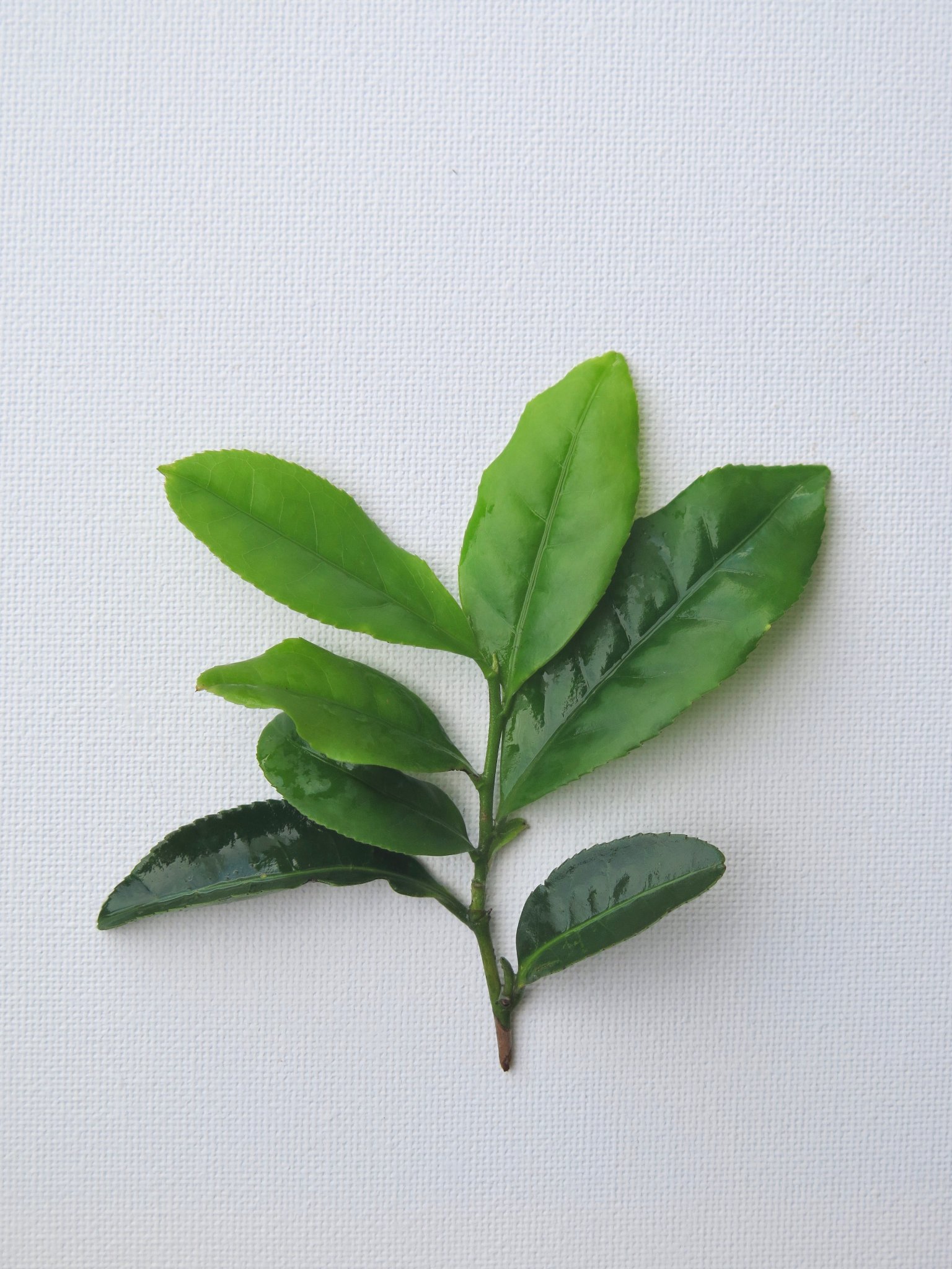 Kyobashi Tea - ต้นชา -ใบชาจีน พันธุ์ฝูติ่งต้าไป๋
