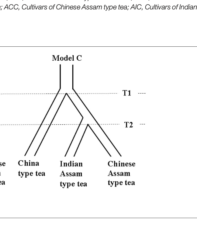 Kyobashi Tea - ต้นชา -โมเดลจากงานวิจัยของ Meegahakumbura et al (2018)